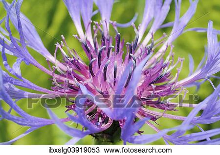 "Perennial Cornflower (Centaurea montana L. ), detail of florescence" View Large Photo Image Stock Image - "Perennial Cornflower (Centaurea montana L. ), detail of florescence". Fotosearch