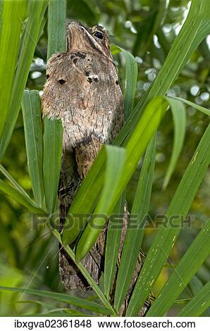 Stock Photo - "Perfectly camouflaged Common Potoo (Nyctibius griseus) breeding on a tree stump with its short beak pointing upwards to imitate a branch, Tiputini Rainforest, Yasuni National Park, Ecuador, South America". Fotosearch