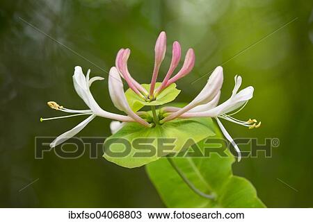 "Perfoliate Honeysuckle or Italian Honeysuckle (Lonicera caprifolium), flowering, Thuringia, Germany, Europe" View Large Photo Image Stock Image - "Perfoliate Honeysuckle or Italian Honeysuckle (Lonicera caprifolium), flowering, Thuringia, Germany, Europe". Fotosearch