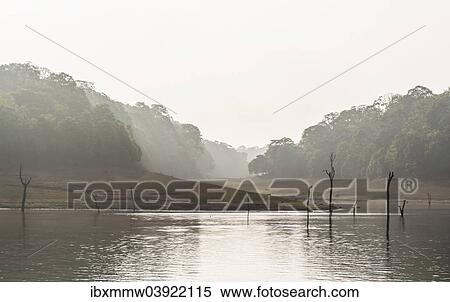 "Periyar dam and jungle in the mist, Thekkadi, Tamil Nadu, India, Asia" View Large Photo Image Stock Photography - "Periyar dam and jungle in the mist, Thekkadi, Tamil Nadu, India, Asia". Fotosearch