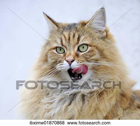 Persian cat licking her lips View Large Photo Image Stock Photo - Persian cat licking her lips. Fotosearch