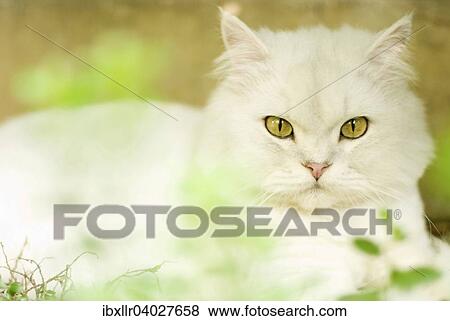 Persian cat View Large Photo Image Stock Photo - Persian cat. Fotosearch