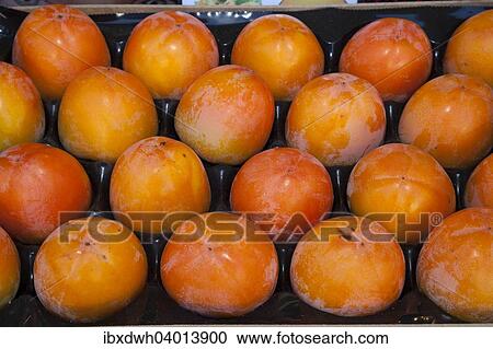 "Persimmons (Diospyros kaki) in a fruit crate, Germany, Europe" View Large Photo Image Stock Image - "Persimmons (Diospyros kaki) in a fruit crate, Germany, Europe". Fotosearch