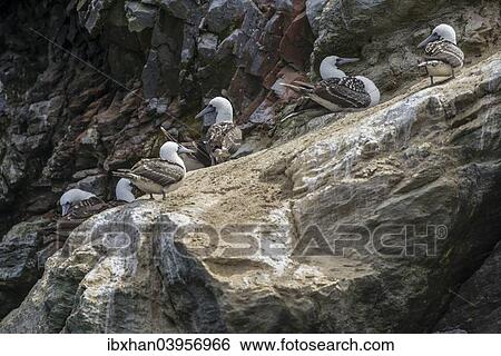 "Peruvian booby (Sula variegata), Coquimbo Region, Chile, South America" View Large Photo Image Stock Photograph - "Peruvian booby (Sula variegata), Coquimbo Region, Chile, South America". Fotosearch