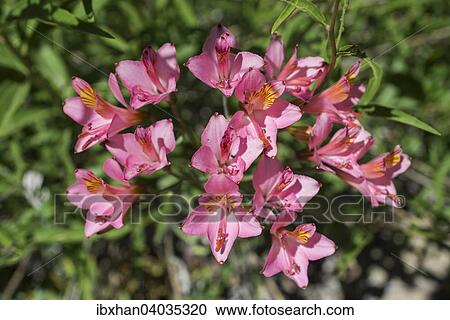 "Peruvian lily (Alstroemeria presliana), Maule Valley, San Clemente, Maule, Chile, South America" View Large Photo Image Stock Image - "Peruvian lily (Alstroemeria presliana), Maule Valley, San Clemente, Maule, Chile, South America". Fotosearch