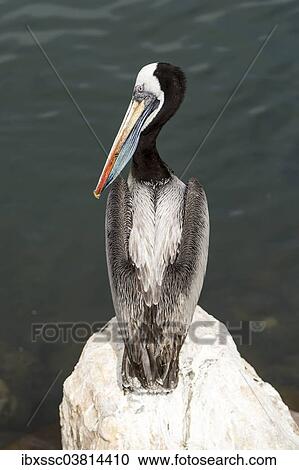 "Peruvian Pelican (Pelecanus thagus), Arica, Pacific Coast, northern Chile" View Large Photo Image Stock Image - "Peruvian Pelican (Pelecanus thagus), Arica, Pacific Coast, northern Chile". Fotosearch