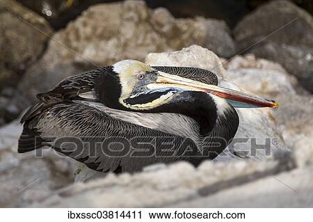 Stock Image - "Peruvian Pelican (Pelecanus thagus), Arica, northern Chile". Fotosearch