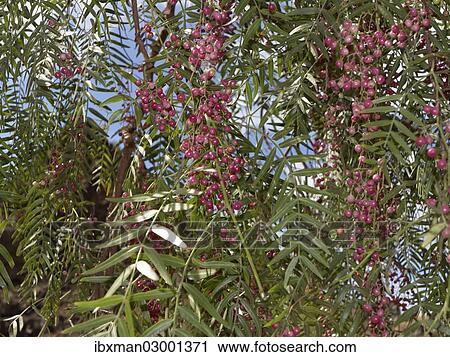 "Peruvian Peppertree (Schinus molle) with fruits, La Gomera, Canary Islands, Spain, Europe, La Gomera, Valle Gran Rey, Canary Islands, Spain, Europe" View Large Photo Image Stock Image - "Peruvian Peppertree (Schinus molle) with fruits, La Gomera, Canary Islands, Spain, Europe, La Gomera, Valle Gran Rey, Canary Islands, Spain, Europe". Fotosearch