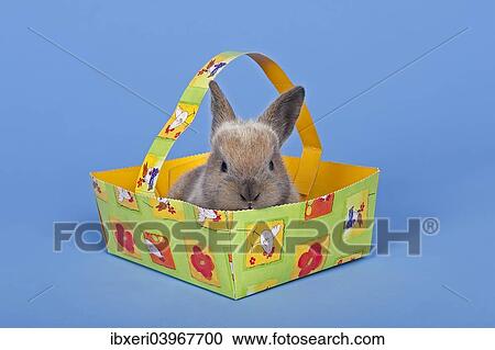 Pet rabbit in an Easter basket View Large Photo Image Stock Image - Pet rabbit in an Easter basket. Fotosearch