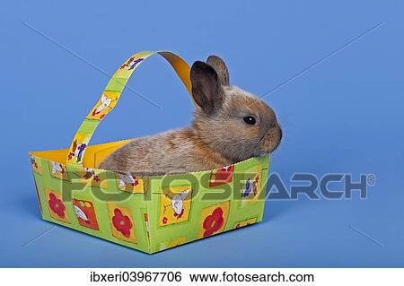 Pet rabbit in an Easter baskets View Large Photo Image Stock Photograph - Pet rabbit in an Easter baskets. Fotosearch