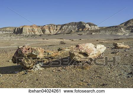 Stock Image - "Petrified forest Bosque Petrificado National Monument, Sarmiento, Chubut, Argentina, South America". Fotosearch