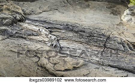 "Petrified tree stump, petrified podocarp forest, evening mood at the sea, rocky coast, Curio Bay, The Catlins, South Island, New Zealand, Oceania" View Large Photo Image Stock Image - "Petrified tree stump, petrified podocarp forest, evening mood at the sea, rocky coast, Curio Bay, The Catlins, South Island, New Zealand, Oceania". Fotosearch