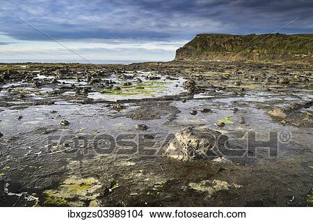 Picture - "Petrified tree trunks, petrified podocarp forest, evening mood at the sea, rocky coast, Curio Bay, The Catlins, South Island, New Zealand, Oceania". Fotosearch