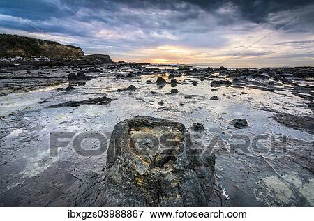 "Petrified tree trunks, Petrified podocarp forest, evening mood at the sea, rocky coast, Curio Bay, The Catlins, South Island, New Zealand, Oceania" View Large Photo Image Stock Photo - "Petrified tree trunks, Petrified podocarp forest, evening mood at the sea, rocky coast, Curio Bay, The Catlins, South Island, New Zealand, Oceania". Fotosearch