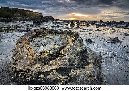 Stock Photo - "Petrified tree trunks, Petrified podocarp forest, evening mood at the sea, rocky coast, Curio Bay, The Catlins, South Island, New Zealand, Oceania". Fotosearch