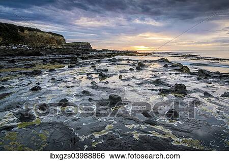 "Petrified tree trunks, Petrified podocarp forest, evening mood at the sea, rocky coast, Curio Bay, The Catlins, South Island, New Zealand, Oceania" View Large Photo Image Stock Photograph - "Petrified tree trunks, Petrified podocarp forest, evening mood at the sea, rocky coast, Curio Bay, The Catlins, South Island, New Zealand, Oceania". Fotosearch