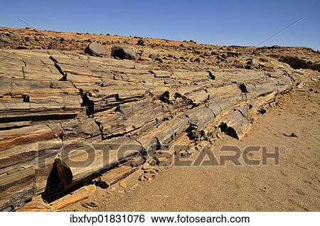 "Petrified trees in the Mik mountains, Damaraland, Namibia, Africa" View Large Photo Image Stock Photograph - "Petrified trees in the Mik mountains, Damaraland, Namibia, Africa". Fotosearch