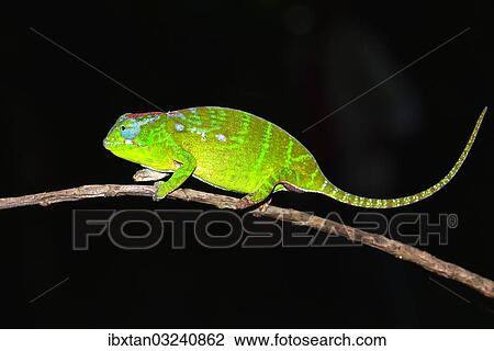 "Petter's Chameleon (Furcifer petteri), female, coloured to indicate that it is pregnant, Nord-Madagaskar, Madagascar, Africa" View Large Photo Image Stock Image - "Petter's Chameleon (Furcifer petteri), female, coloured to indicate that it is pregnant, Nord-Madagaskar, Madagascar, Africa". Fotosearch