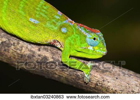 Stock Image - "Petter's Chameleon (Furcifer petteri), coloured to indicate pregnancy, Amber Mountain National Park, Nord-Madagaskar, Madagascar, Africa". Fotosearch