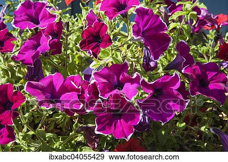 "Petunia (Petunia x hybrid), Germany, Europe" View Large Photo Image Stock Photo - "Petunia (Petunia x hybrid), Germany, Europe". Fotosearch