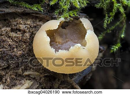 "Peziza micropus (Peziza micropus), fruiting bodies on dead wood, Germany, Europe" View Large Photo Image Stock Image - "Peziza micropus (Peziza micropus), fruiting bodies on dead wood, Germany, Europe". Fotosearch