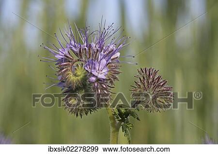 "Phacelia, Scorpionweed or Heliotrope (Phacelia sp. ), Baden-Wuerttemberg, Germany, Europe" View Large Photo Image Stock Photo - "Phacelia, Scorpionweed or Heliotrope (Phacelia sp. ), Baden-Wuerttemberg, Germany, Europe". Fotosearch