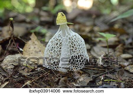 "Phallus multicolor (Phallus multicolor), Lobeke National Park, Southwest Region, Cameroon, Africa" View Large Photo Image Stock Photograph - "Phallus multicolor (Phallus multicolor), Lobeke National Park, Southwest Region, Cameroon, Africa". Fotosearch