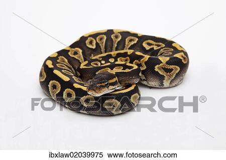 Phantom 黄色 腹 ボールパイソン あるいは 皇族パイソン Python Regius Female ストックフォト 写真素材 Ibxlaw Fotosearch