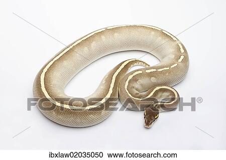 Stock Image - "Phantom Mojave Het Ghost Ball Python or Royal Python (Python regius), female". Fotosearch