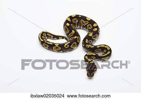 "Phantom Yellow Belly Ball Python or Royal Python (Python regius), male" View Large Photo Image Picture - "Phantom Yellow Belly Ball Python or Royal Python (Python regius), male". Fotosearch