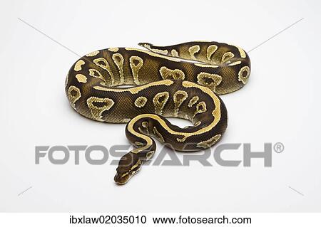 Stock Image - "Phantom Yellow Belly Ball Python or Royal Python (Python regius), female". Fotosearch