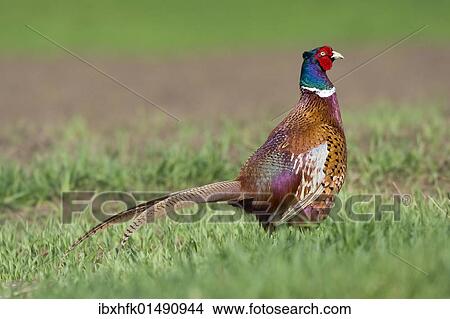 "Pheasant (Phasanius colchicus), Apetlon, Burgenland, Austria, Europe" View Large Photo Image Picture - "Pheasant (Phasanius colchicus), Apetlon, Burgenland, Austria, Europe". Fotosearch