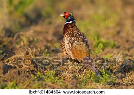 Picture - "Pheasant (Phasanius colchius), Neusiedler See lake, Burgenland, Austria, Europe". Fotosearch