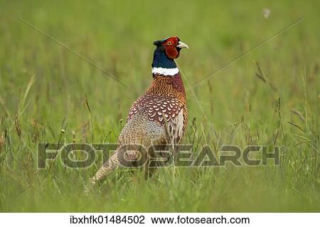 "Pheasant (Phasanius colchius), Neusiedler See lake, Burgenland, Austria, Europe" View Large Photo Image Stock Image - "Pheasant (Phasanius colchius), Neusiedler See lake, Burgenland, Austria, Europe". Fotosearch
