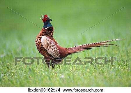 "Pheasant (Phasianus colchicus), cock displaying, Lower Austria, Austria, Europe" View Large Photo Image Picture - "Pheasant (Phasianus colchicus), cock displaying, Lower Austria, Austria, Europe". Fotosearch