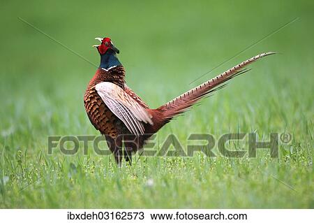 "Pheasant (Phasianus colchicus), cock displaying, Lower Austria, Austria, Europe" View Large Photo Image Stock Image - "Pheasant (Phasianus colchicus), cock displaying, Lower Austria, Austria, Europe". Fotosearch