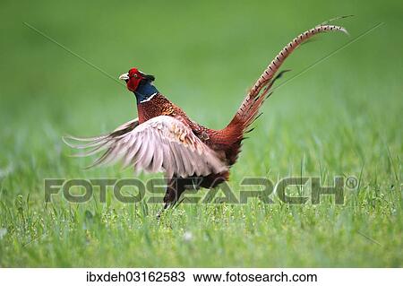 "Pheasant (Phasianus colchicus), cock displaying, Lower Austria, Austria, Europe" View Large Photo Image Stock Image - "Pheasant (Phasianus colchicus), cock displaying, Lower Austria, Austria, Europe". Fotosearch