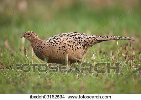 "Pheasant (Phasianus colchicus), hen, Lower Austria, Austria, Europe" View Large Photo Image Picture - "Pheasant (Phasianus colchicus), hen, Lower Austria, Austria, Europe". Fotosearch