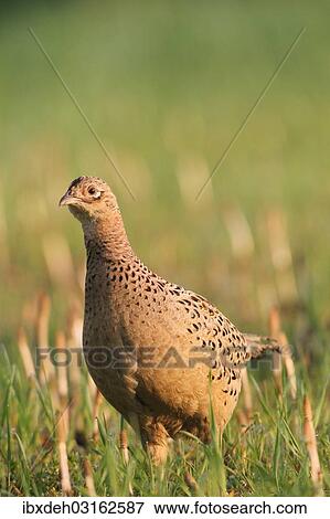 "Pheasant (Phasianus colchicus), hen, Lower Austria, Austria, Europe" View Large Photo Image Stock Photo - "Pheasant (Phasianus colchicus), hen, Lower Austria, Austria, Europe". Fotosearch