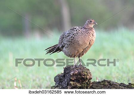 "Pheasant (Phasianus colchicus), hen standing on a tree stump, Lower Austria, Austria, Europe" View Large Photo Image Stock Photography - "Pheasant (Phasianus colchicus), hen standing on a tree stump, Lower Austria, Austria, Europe". Fotosearch