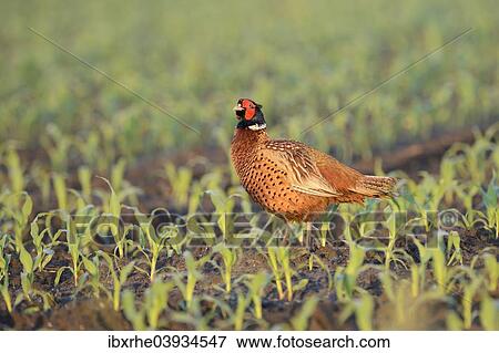 "Pheasant (Phasianus colchicus) in a maize field, North Rhine-Westphalia, Germany, Europe" View Large Photo Image Stock Photo - "Pheasant (Phasianus colchicus) in a maize field, North Rhine-Westphalia, Germany, Europe". Fotosearch