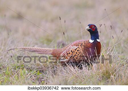 "Pheasant (Phasianus colchicus) on a meadow in autumn, Kujawy-Pomerania Province, Poland, Europe" View Large Photo Image Stock Image - "Pheasant (Phasianus colchicus) on a meadow in autumn, Kujawy-Pomerania Province, Poland, Europe". Fotosearch