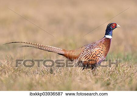 "Pheasant (Phasianus colchicus) on a meadow in autumn, Kujawy-Pomerania Province, Poland, Europe" View Large Photo Image Stock Photo - "Pheasant (Phasianus colchicus) on a meadow in autumn, Kujawy-Pomerania Province, Poland, Europe". Fotosearch