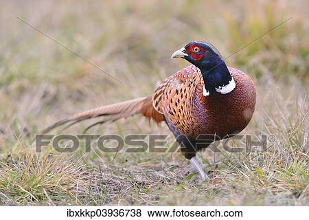 "Pheasant (Phasianus colchicus) on a meadow in autumn, Kujawy-Pomerania Province, Poland, Europe" View Large Photo Image Stock Photo - "Pheasant (Phasianus colchicus) on a meadow in autumn, Kujawy-Pomerania Province, Poland, Europe". Fotosearch
