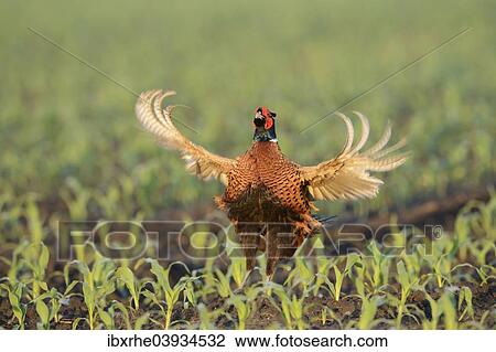 "Pheasant (Phasianus colchicus), displaying in a maize field, North Rhine-Westphalia, Germany, Europe" View Large Photo Image Stock Image - "Pheasant (Phasianus colchicus), displaying in a maize field, North Rhine-Westphalia, Germany, Europe". Fotosearch