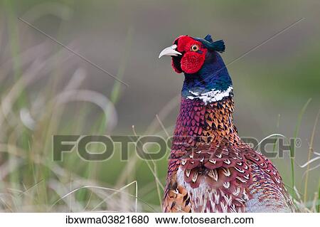 "Pheasant (Phasianus colchicus), portrait, Texel, The Netherlands, Europe" View Large Photo Image Stock Image - "Pheasant (Phasianus colchicus), portrait, Texel, The Netherlands, Europe". Fotosearch