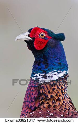 "Pheasant (Phasianus colchicus), portrait, Texel, The Netherlands, Europe" View Large Photo Image Stock Photo - "Pheasant (Phasianus colchicus), portrait, Texel, The Netherlands, Europe". Fotosearch