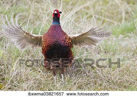 "Pheasant (Phasianus colchicus), flutter jump, Texel, The Netherlands, Europe" View Large Photo Image Stock Photo - "Pheasant (Phasianus colchicus), flutter jump, Texel, The Netherlands, Europe". Fotosearch