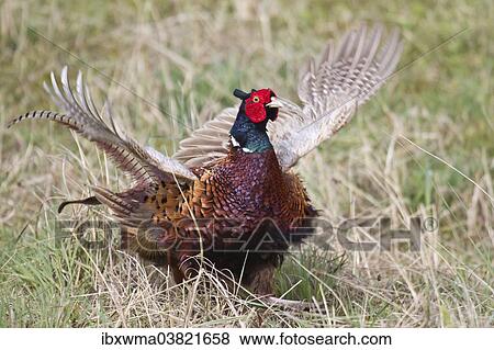 Stock Photo - "Pheasant (Phasianus colchicus), flutter jump, Texel, The Netherlands, Europe". Fotosearch