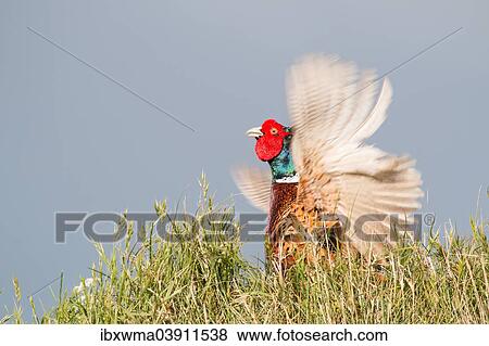 "Pheasant (Phasianus colchicus), fluttering jump, male, Texel, North Holland, The Netherlands, Europe" View Large Photo Image Stock Photo - "Pheasant (Phasianus colchicus), fluttering jump, male, Texel, North Holland, The Netherlands, Europe". Fotosearch